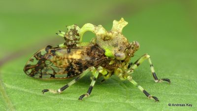 Read about treehoppers in the news