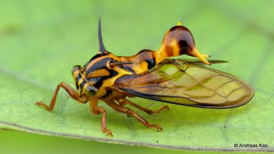 Learn about treehopper identification and diversity