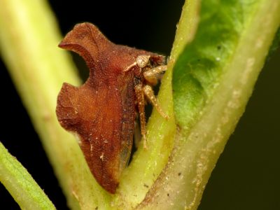 Find out about treehopper research at UConn